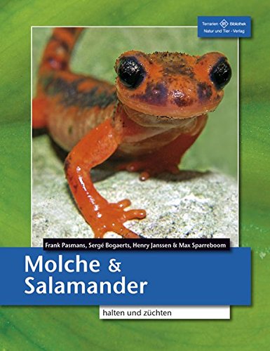 Molche und Salamander: halten und züchten