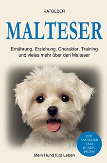 Malteser: Erziehung, Ernährung, Training, Charakter und einiges mehr über den Malteser