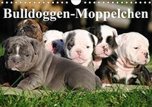 Bulldoggen-Moppelchen (Wandkalender 2021 DIN A4 quer): Vier Wochen alte Bulldoggen-Babys mit extremen Knuddelfaktor (Geburtstagskalender, 14 Seiten ) (CALVENDO Tiere)