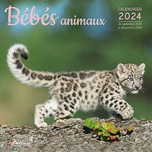 Bébés animaux : calendrier 2024 : de septembre 2023 à décembre 2024