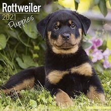 Rottweiler Puppies – Rottweiler Welpen 2021: Original Avonside-Kalender [Mehrsprachig] [Kalender] (Wall-Kalender)