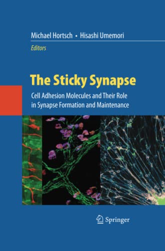 The Sticky Synapse: Cell Adhesion Molecules and Their Role in Synapse Formation and Maintenance