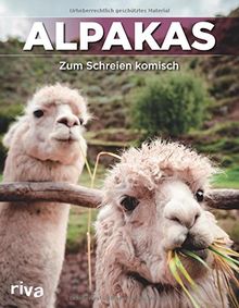 Alpakas: Zum Schreien komisch. Bildband.