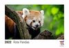Rote Pandas 2022 - Timokrates Kalender, Tischkalender, Bildkalender - DIN A5 (21 x 15 cm)
