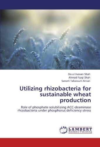 Utilizing rhizobacteria for sustainable wheat production: Role of phosphate solubilizing ACC-deaminase rhizobacteria under phosphorus deficiency stress