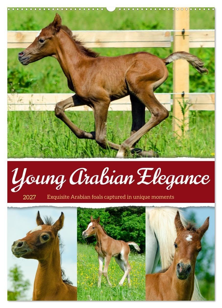 Young Arabian Elegance (Wall Calendar 2027 DIN A2 portrait), CALVENDO 12 Month Wall Calendar: The fascinating world of young Arabian horses - full of ... and a zest for life. (CALVENDO Animals)