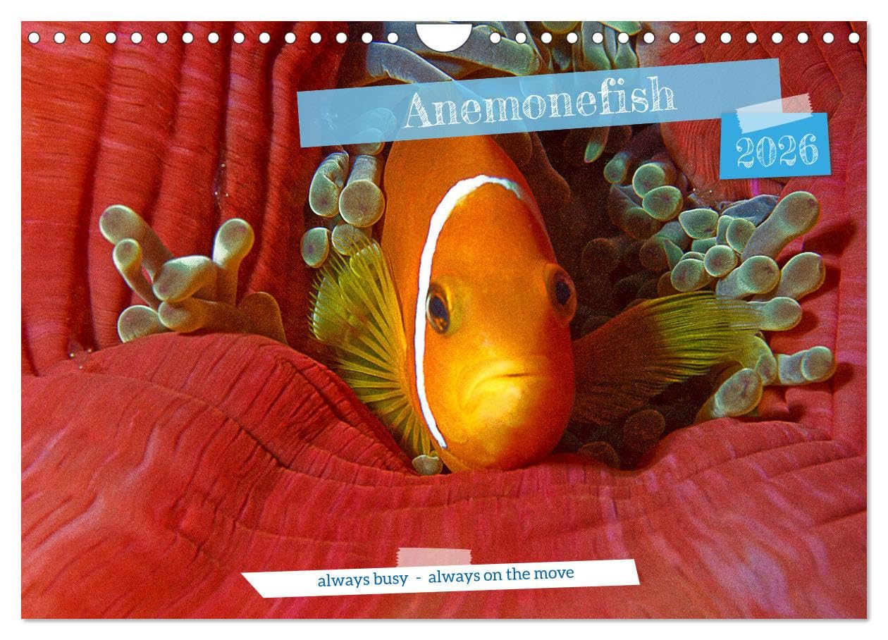 Anemonefish - always busy - always on the move (Wall Calendar 2026 DIN A4 landscape), CALVENDO 12 Month Wall Calendar: Clownfish - Always busy - Always in move