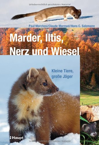 Marder, Iltis, Nerz und Wiesel: Kleine Tiere, große Jäger