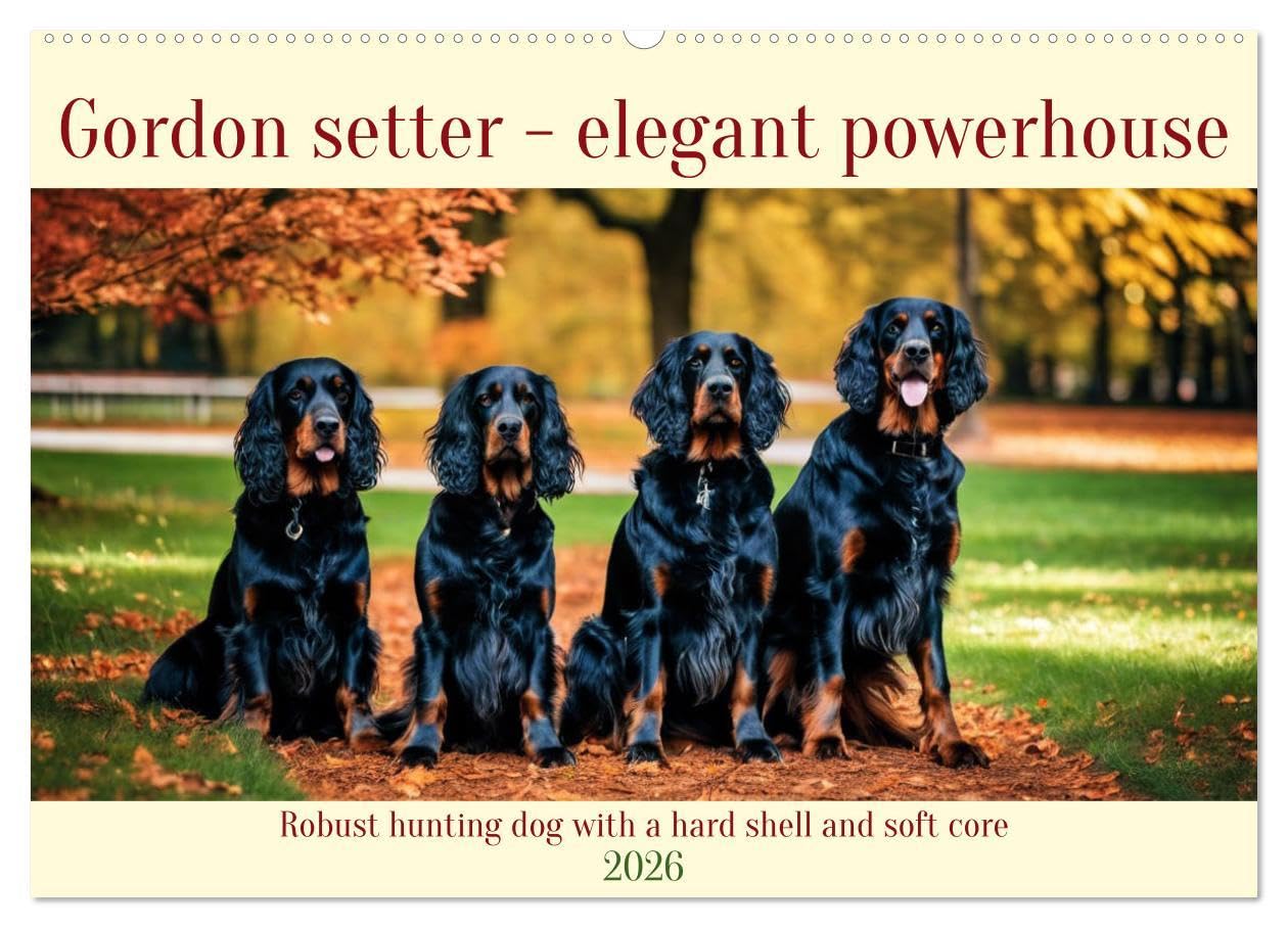 Gordon Setter - elegant powerhouse (Wall Calendar 2026 DIN A2 landscape), CALVENDO 12 Month Wall Calendar: Robust hunting dog with a hard shell and soft core