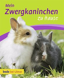 Mein Zwergkaninchen zu Hause