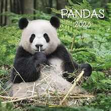 Pandas 2023: Broschürenkalender mit Ferienterminen. Panda-Kalender. Format: 30 x 30 cm