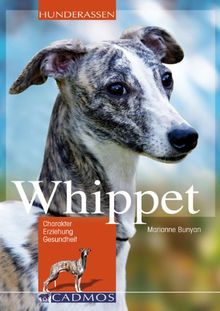 Whippet: Charakter, Erziehung und Gesundheit