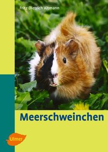 Meerschweinchen