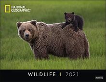 Wildlife Posterkalender National Geographic Kalender 2021