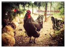 Hühner in meinem Garten (Wandkalender 2023 DIN A3 quer), Calvendo Monatskalender