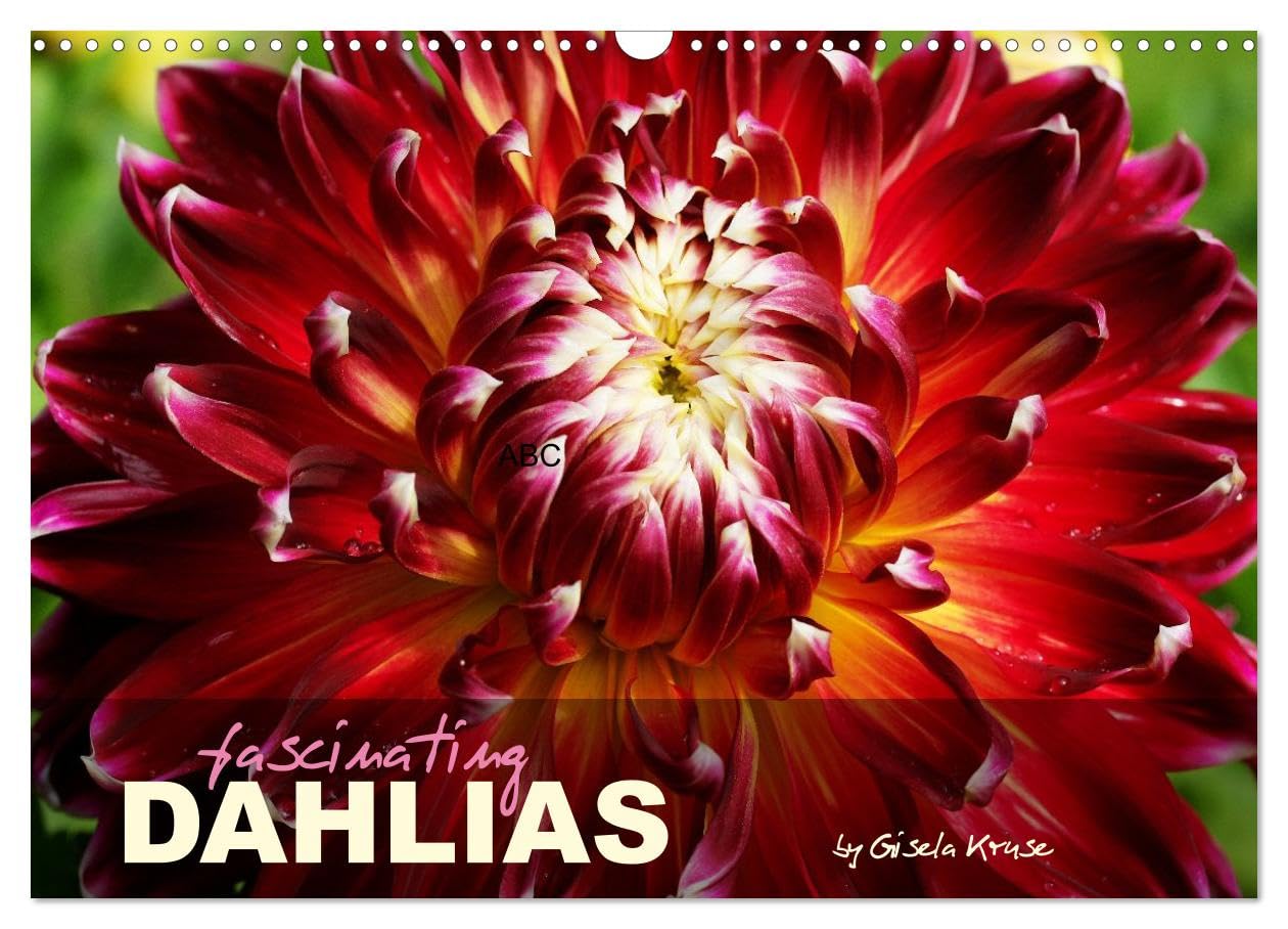 Fascinating Dahlias (Wall Calendar 2026 DIN A3 Landscape), CALVENDO 12 Month Wall Calendar: The wonderfully colourful variety of dahlias (CALVENDO Nature)