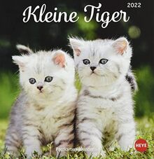 Katzen - Kleine Tiger Postkartenkalender 2022 - Tierkalender mit perforierten Postkarten - zum Aufstellen und Aufhängen - mit Monatskalendarium - 16 x 17 cm