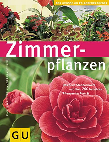 zimmerpflanzen 150 cm Strelitzia Nicolai | 150cm
