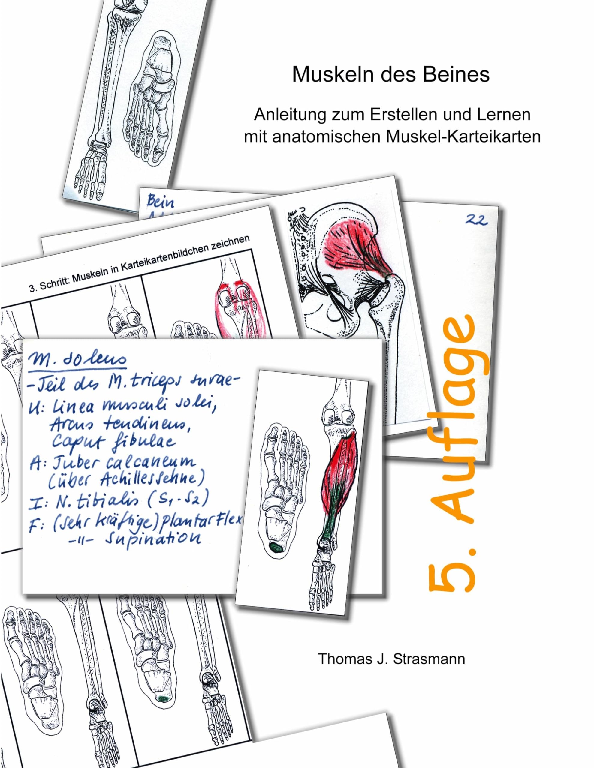 Muskeln des Beines: Anleitung zum Erstellen und Lernen mit anatomischen Muskel-Karteikarten