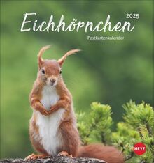 Eichhörnchen Postkartenkalender 2025: Dekorativer Monats-Tischkalender zum Aufstellen oder Aufhängen. Fotokalender voll niedlicher Eichhörnchenbilder, ... und Verschicken. (Postkartenkalender Heye)