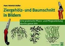 Ziergehölz- und Baumschnitt in Bildern: Eine praktische Pflanz- und Pflegeanleitung durchs ganze Jahr