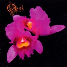 Orchid