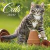 Cats 2022: Broschürenkalender mit Ferienterminen. Katzen und Kätzchen. 30 x 30 cm