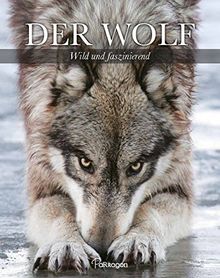 Der Wolf - wild und faszinierend