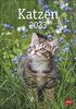 Katzen Kalender 2023 - Wandkalender mit Monatskalendarium - mit Platz für Termine und Notizen - 12 Farbfotos - 25 x 33,5 cm