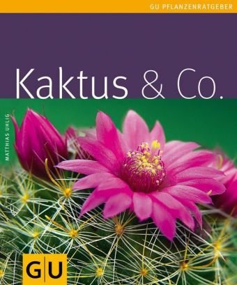 kaktus euphorbia trigona Euphorbia Trigona Rubra (Red Good Luck Plant) – Kesslers Cacti main image 0
