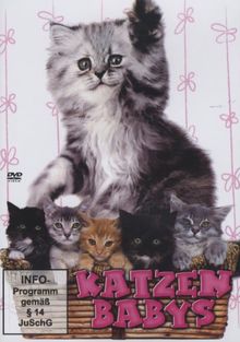 Katzenbabys