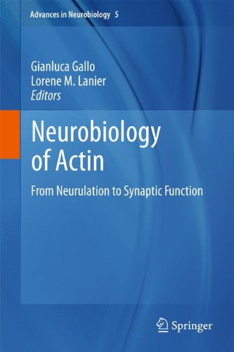 Neurobiology of Actin: From Neurulation to Synaptic Function (Advances in Neurobiology)