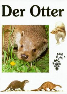 Der Otter