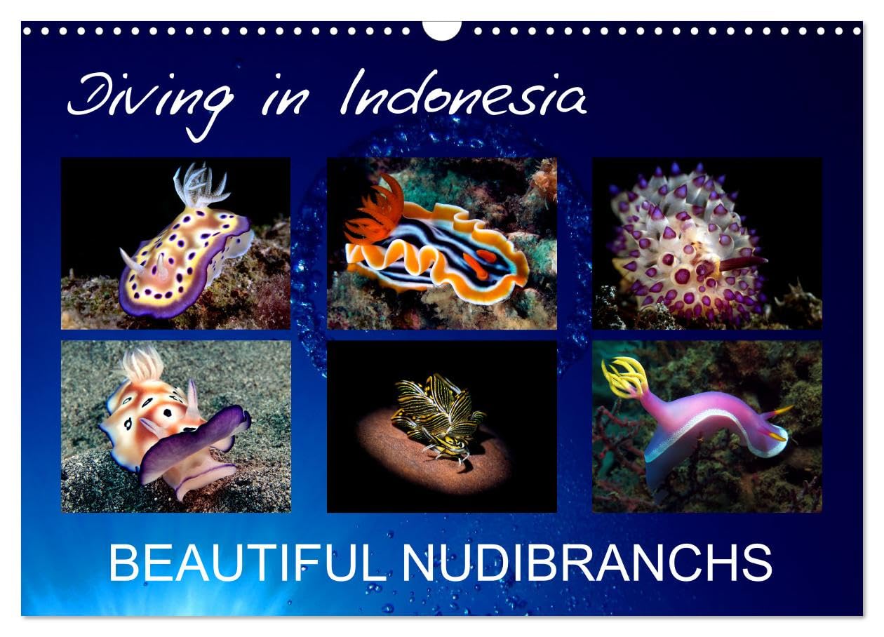 Diving in Indonesia - BEAUTIFUL NUDIBRANCHS (Wall Calendar 2026 DIN A3 landscape), CALVENDO 12 Month Wall Calendar: Beautiful nudibranchs from my dives in Indonesia