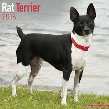 Rat Terrier Calendar 2016