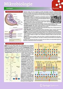 Lerntafel: Mikrobiologie im Überblick (Lerntafeln Biologie)