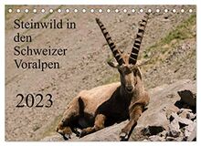 Steinwild in den Schweizer Voralpen (Tischkalender 2023 DIN A5 quer), Calvendo Monatskalender