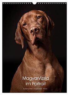 Magyar Vizsla im Portrait (Wandkalender 2023 DIN A3 hoch), Calvendo Monatskalender