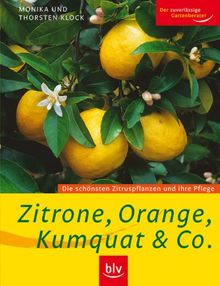 Zitrone, Orange, Kumquat & Co: Die schönsten Zitruspflanzen und ihre Pflege