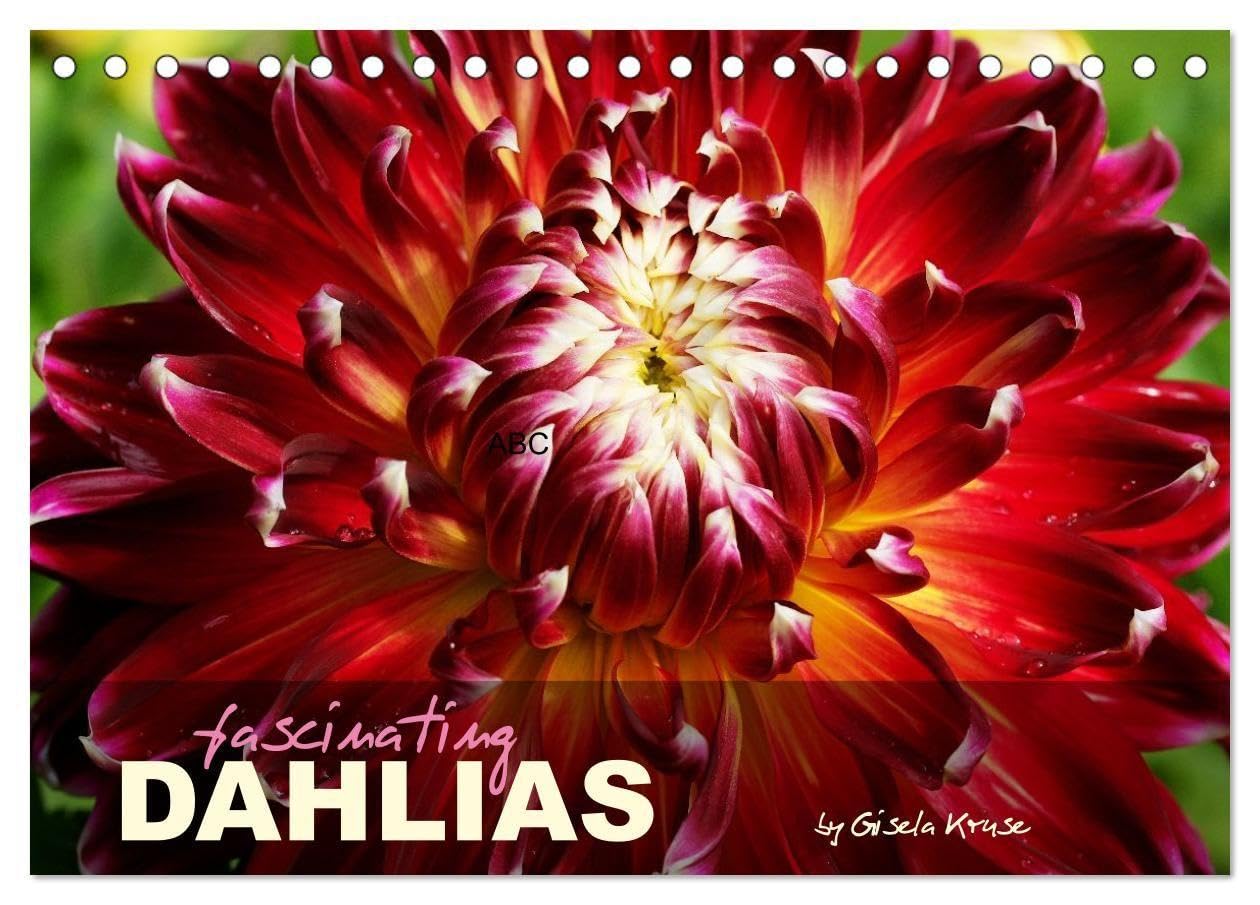Fascinating Dahlias (Desk Calendar 2026 DIN A5 landscape), CALVENDO 12 Month DeskCalendar: The wonderfully colourful variety of dahlias (CALVENDO Nature)