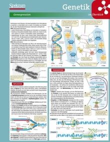 Lerntafel: Genetik im Überblick (Lerntafeln Biologie)