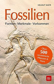 Fossilien: Formen, Merkmale, Vorkommen Über 500 versteinerte Pflanzen & Tiere