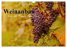 Weinanbau. Von der Traube zum Wein (Wandkalender 2023 DIN A3 quer), Calvendo Monatskalender