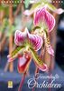 Traumhafte Orchideen (Wandkalender 2024 DIN A4 hoch): Vielfältige Orchideenblüten in ausdrucksstarken Fotografien (Monatskalender, 14 Seiten ) (CALVENDO Natur)