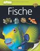 memo Wissen entdecken, Band 13: Fische, mit Riesenposter!
