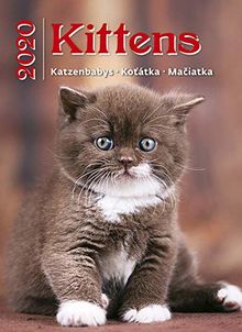 Kittens Calendar - Calendars 2019 - 2020 Wall Calendar - Photo Calendar - 12 Month Calendar by Helma (Multilingual Edition)