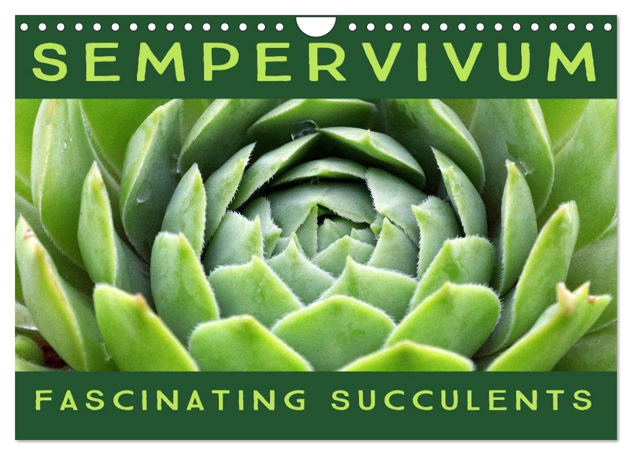 Sempervivum Fascinating Succulents (Wall Calendar 2026 DIN A4 landscape), CALVENDO 12 Month Wall Calendar: Sempervivum, 12 wonderful portraits of the fascinating succulents