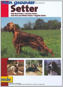 Mein gesunder Setter: Irish Red Setter - Gordon Setter -Irish Red and White Setter - English Setter