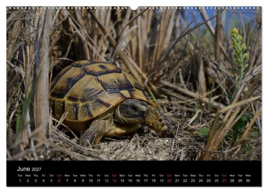 European Tortoises / UK-Version (High Quality Premium Wall Calendar 2027 DIN A2 landscape),CALVENDO 12 Month Wall Calendar
