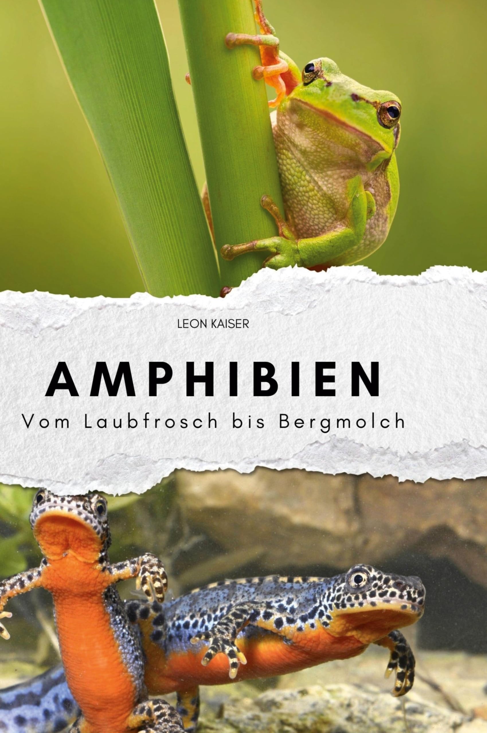 Amphibien: Vom Laubfrosch bis Bergmolch